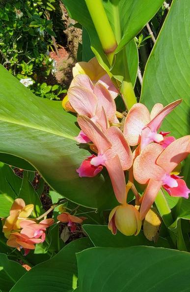 A newly discovered treasure.
Orchids hidden in luscious tropical vegetation.

My Garden Photo,
East Coast.

#silentsunday
#sunday
#sundayvibes
#myphotography
#mygardenphotography