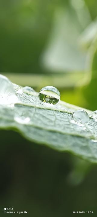 Photo of a leaf in macro mode, a drop of water lying on the leaf in the shape of an almost perfect ball. The leaf is facing upwards with the flat of the crater mostly at the bottom, it is hairy on this side and has a silver-green colour. The tiny drop of water is clear and held in place in the hairs of the leaf. The lower part of the round drop reflects the green colour of the leaf, the upper part is full of light. The background of the photograph is blurred and has the green colour of the leaf.