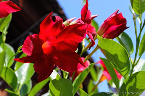 Vibrant red mandevilla bask in the sunlight against a clear blue sky, with lush green leaves providing a striking contrast. The petals appear delicate and translucent, capturing the essence of a sunny day.