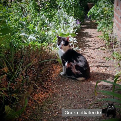 Katze im Garten