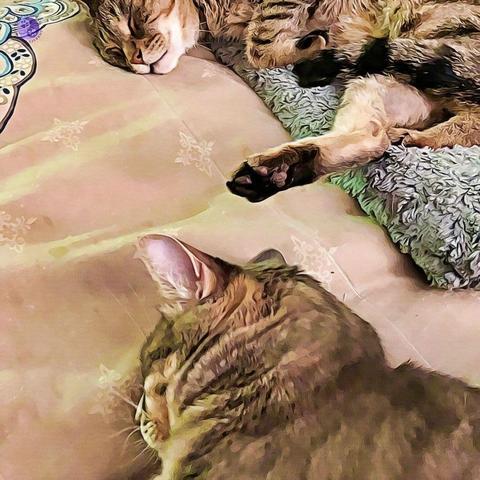 Shot from a low angle, the foreground cat has the back of their sleeping head, and the background cat is asleep on their side, with one rear leg extended close to the ears of the other cat, illustrating Cat Sleep Science.
