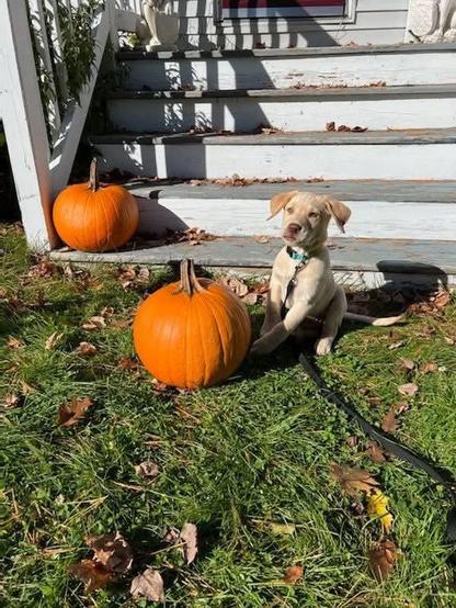 A yellow lab puppy sits with two pumpkins in front of a porch stoop. It is sunny. 