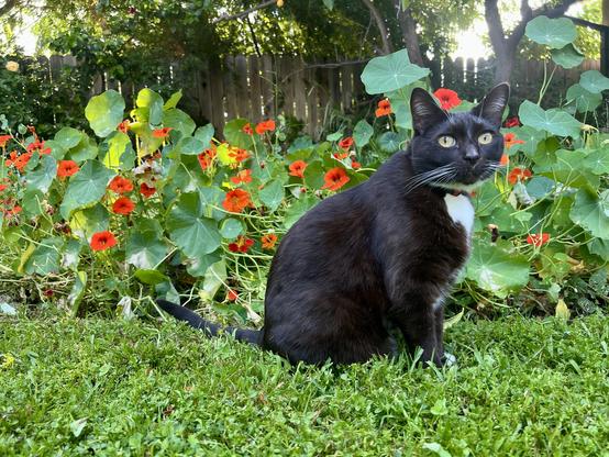 Brown tuxedo cat sitting on grass in front of a bunch of nasturtiums
