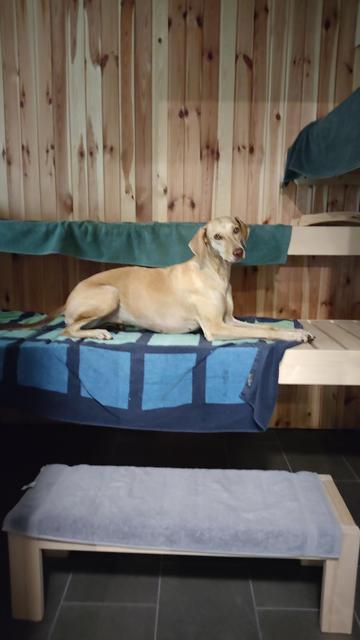 Hund liegt auf der unteren Ebene einer Sauna auf einem Handtuch. Davor steht ein großer Schemel, der den Menschen als Stufe hinauf dient. Und dem Hund auch. 😅
