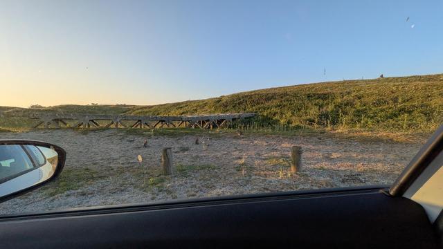 Trois lapins au bord de la route.