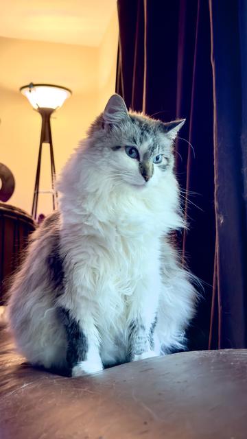 Lily, a fluffy lynx point chat with bright blue eyes, sits on the back of a brown leather sofa. Curtains and a lamp can be seen in the background, and she's staring intently to the right as if looking out the window.