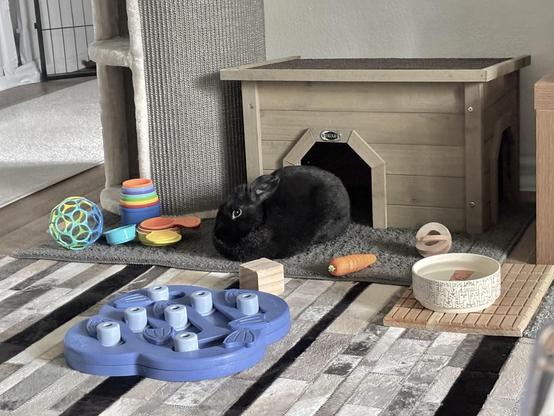 Black bunny loafing in front of a tan bunny house with various toys around her and a small water bowl 