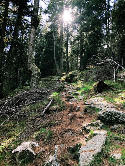 A trail in the woods and the sunlight back to the trees