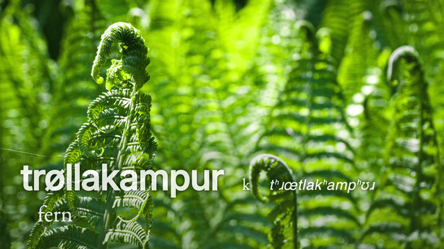 Fern, Matteuccia struthiopteris