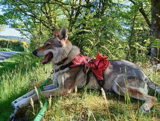 A large German shepherd type dog with wolf masked fur lies on a mossy rock, overlooking a country road. The dog wears a red and black harness topped with a red bell and gift ribbon for visibility. Her mouth is open in a big grin, eyes half closed. Green leaves erupt from the beech tree behind her, lit up by the sunshine.