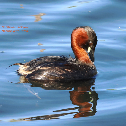 Photo of an adult Little Grebe, possibly a male as the colours are intense and, in the case of this individual, rather dark (the plumage of females have been described as being a ‘washed out’ version of the male’s). The bird is on a pool of water, facing towards the right side of the image. The neck, though fairly short, is stretch up and the head is pointing down with the beak almost touching the chest – I photographed this one during a preening session. The body is mostly dark black-brown in colour, but the rump (there is no tail to speak of) is whitish. Most of his head and his fairly short beak are black too, but there is a large reddish-brown patch extending from his cheek down his neck, also his beak has a pale yellow patch at its base, and a white tip. The eye is brown, with a black pupil.