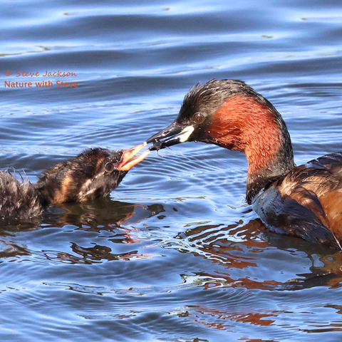 Close-up photo showing just the heads and front parts of the bodies of an adult Little Grebe (on the right) about to pass an item of food (an insect of some kind) to his youngster (on the left). The tips of the birds’ beaks are touching. The adult has largely black plumage relieved by a rich red-brown patch extending from the cheek down the front and side of the neck; also there is more brown visible on the flanks than was the case in the photo showing the adult by himself. The youngster is covered with fluffier, downier plumage which looks rather scruffy; that plumage is mostly various shades grey but on the head there are some paler, whitish or light brown stripes. The beak of the youngster is a pale brownish yellow with some darker patches, contrasting with the mostly black beak of the adult.