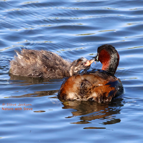 A photo of an adult and young Little Grebe together on a pool of water; the adult (probably a male) is on the point of passing a Mayfly, held in his beak, to his offspring. The adult is on the right side of the image, closer to us, the body facing away from us and to the right, with the head turned towards the left. This gives us a good view of the fluffy back end of the bird, where there is no tail as such. The feathers in the middle of the rump are darker than the whitish and greyish feathers around it, and those paler feathers in turn give way to reddish-brown plumage. The feathers on the back and flanks are mostly black in appearance, and black plumage extends up the back of the neck, over the top of the head, and down the front of the face. The cheeks and the sides of the neck are a rich red-brown colour. The youngster is covered with fluffier, downier plumage which looks rather scruffy; that plumage is mostly various shades grey but on the head there are some paler, whitish or light brown stripes. The beak of the youngster is a pale brownish yellow with some darker patches, contrasting with the mostly black beak of the adult.