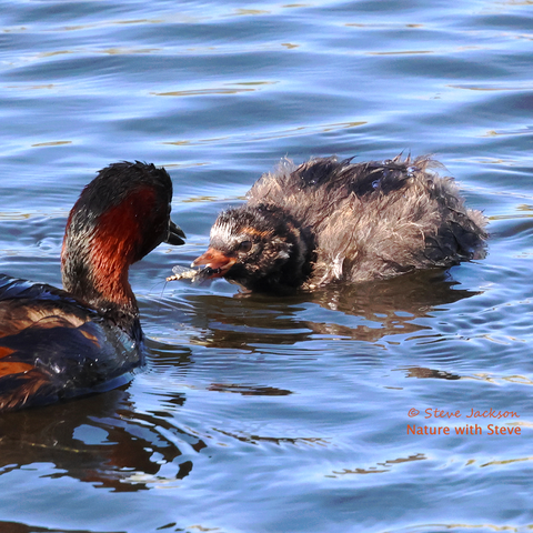 A photo of an adult and young Little Grebe together on a pool of water; the youngster (on the right) has a Mayfly in his or her beak which has just been provided by the adult. The youngster is covered with fluffy / downy plumage which looks rather scruffy; that plumage is mostly various shades grey but on the head there are some paler, whitish or light brown stripes. The beak appears to be a pinkish-brown colour in this photo whereas in other photos of the same bird it looks paler and more yellowish. The adult bird, most likely a male, is on the left, only his head and the front part of his body are visible. He is facing towards the youngster with his turned slightly away from us, so that the side of the head that we can see is partly in shadow. The plumage on the back and sides is mostly black, with some reddish-brown showing here and there. Black feathers extend up the back of the neck onto the top of the head, but on the cheeks and the side of the neck the colour is a rich red-brown.