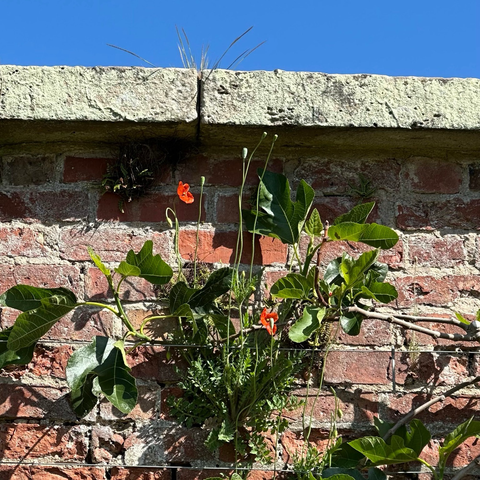 A poppy plant with two open brilliant red flowers growing - along with some other greenery - in a crack at the top of a red brick wall. The sun is shining brightly and above the brick work the sky is a clear, pure blue. 