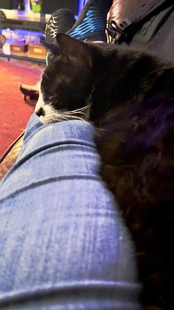 A short-haired tuxedo cat is stretched out along a denim-clad leg, with his chin resting on my knee. His chin is white and his nose has one black spot, and a few of his magnificent white whiskers can be seen. He is the very picture of contentment during a lazy afternoon nap.