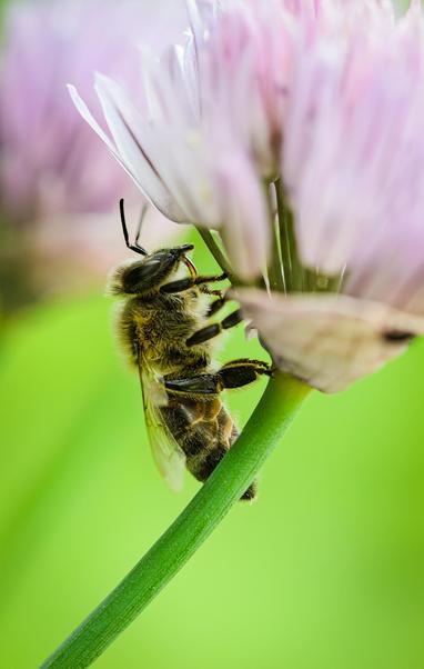 A close-up picture of a honey bee seen side on, hanging from the side of a purple-white chive flower. The green stem of the chive goes to the lower left, while the background is mostly green and out of focus.