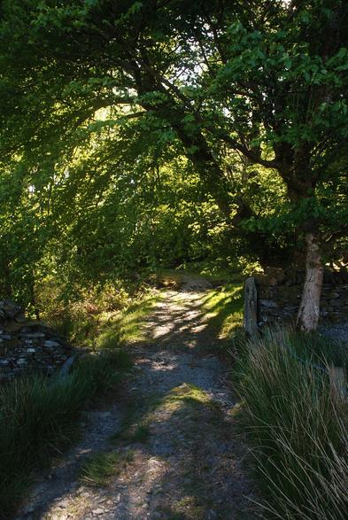 Dappled shade cast by mature trees in an abandoned mansion house setting.