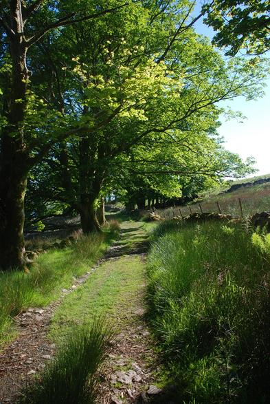 A trackway on a sunny early summer evening. Trees line the route on one side and overhang the track, along which rail carts carrying slate to Porthmadog once ran.