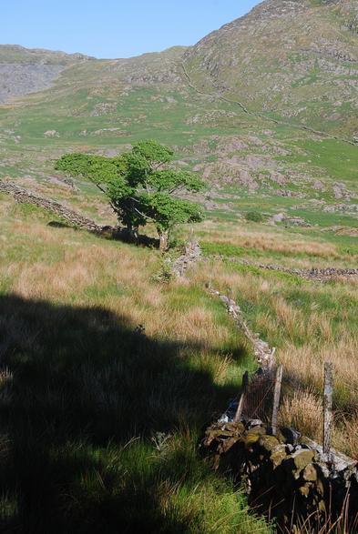 A couple of lonely trees in an otherwise barren mountain valley in Eryri. A dry stone wall runs from the shaded foreground into the sunlit distance.
