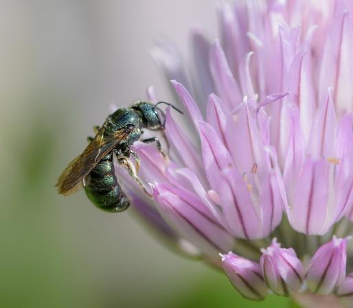 A close-up photo of a small green-blue bee perched on the purple flower of a chive, seen against an out of focus green-white background. Its wings are translucent brown and folded against the body. 