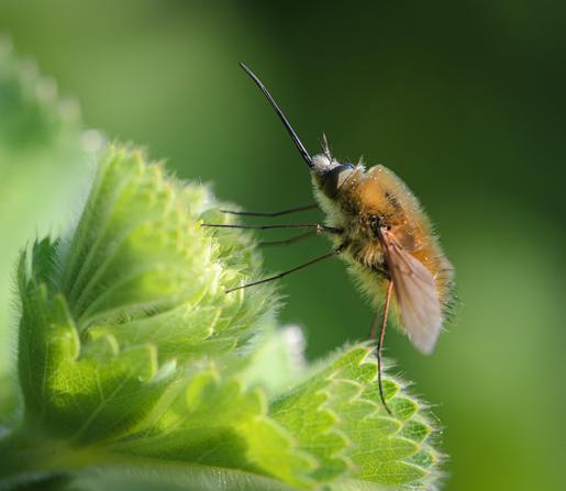 A side-on, close-up view of a small, fuzzy, golden-brown fly with long legs and a very long black proboscis sitting on a green plant. 