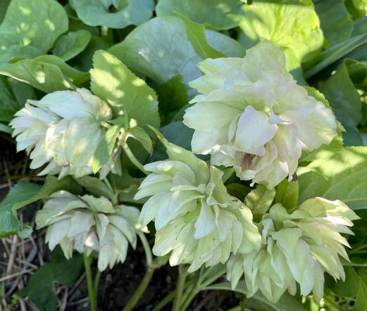 5 many petals flowers in shades of pale to palest green, nearly white with just some hints of pink on a few petals. Above them parts of the rounder leaves of wild ginger are visible. The whole scene is dappled with bright pale golden sunlight.