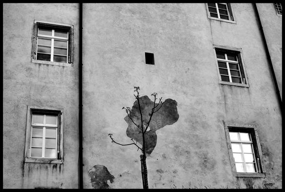 La photo est en noir et blanc. Tout l’espace est rempli par le mur d’un bâtiment, dont on voit cinq fenêtres superposées: deux à gauche et trois à droite. Au premier plan, un petit arbre sans feuilles. Un partie du crépit du mur s’est décollé, créant une forme noire. Le petit arbre est placé juste devant cette forme pour donner l’impression qu’il s’agit de son feuillage.  