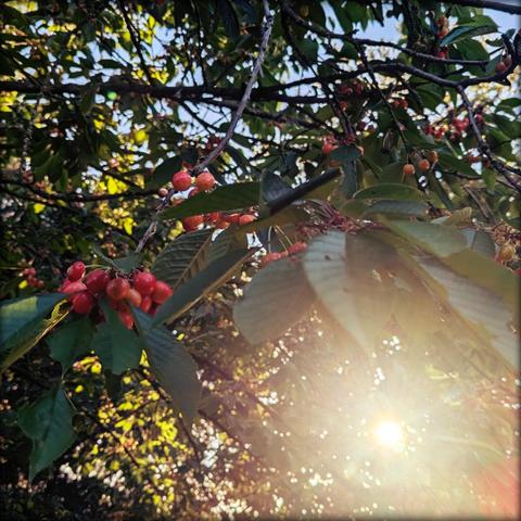 Branches with lots of nearly ripe cherries, the sun is shining through the leaves in the bottom right.