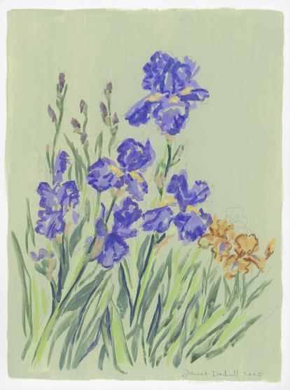 iris painting