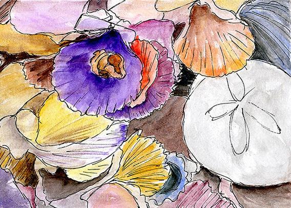 image of a pen and ink drawing of colorful seashells and sand dollar