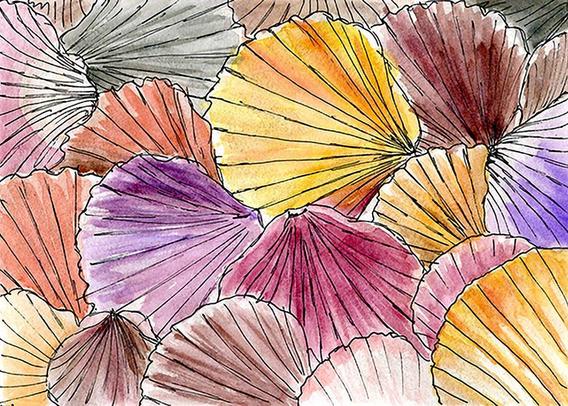 image of a pen and ink drawing of colorful seashells