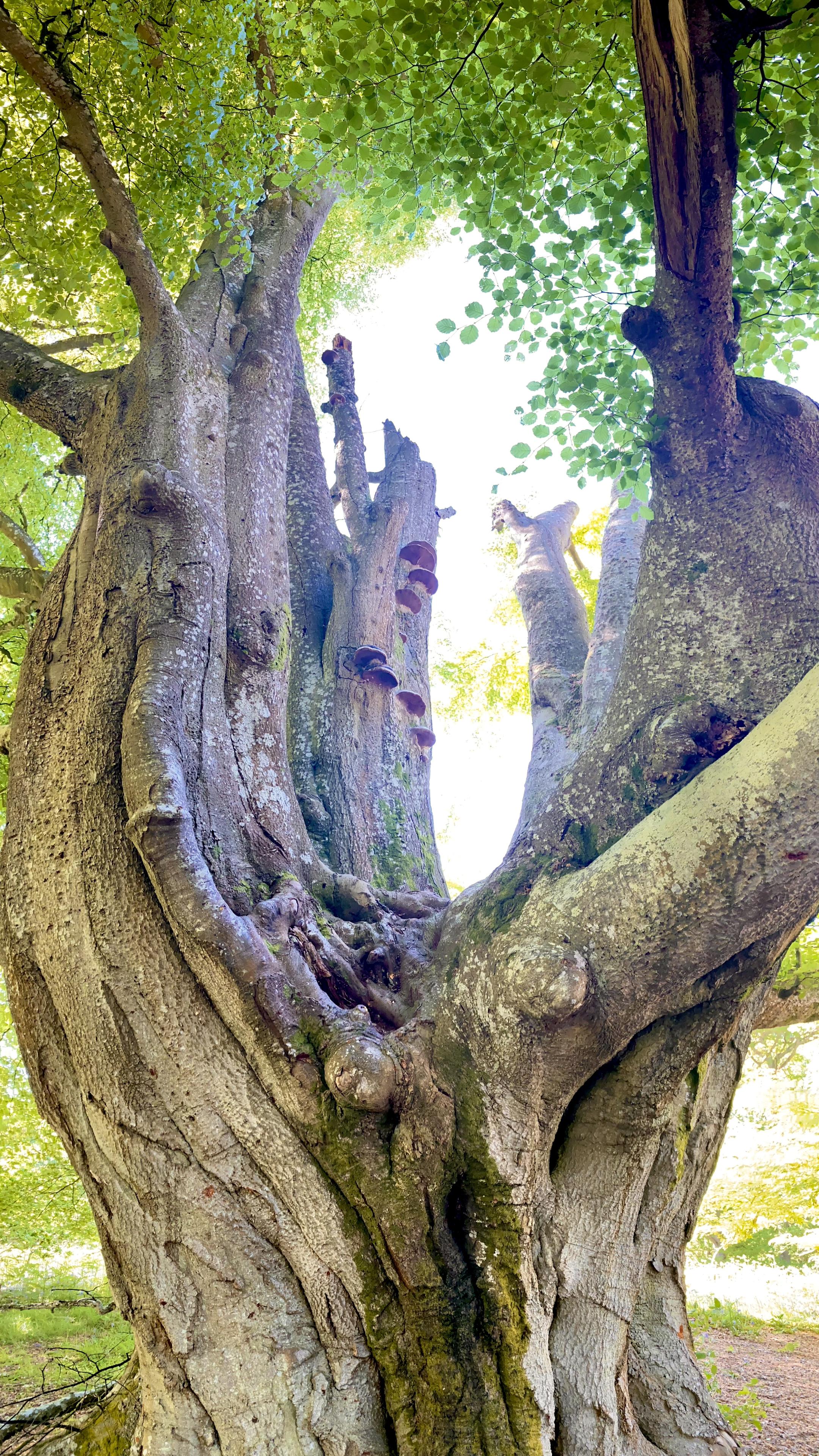 Forked tree with some dead branches, lichens