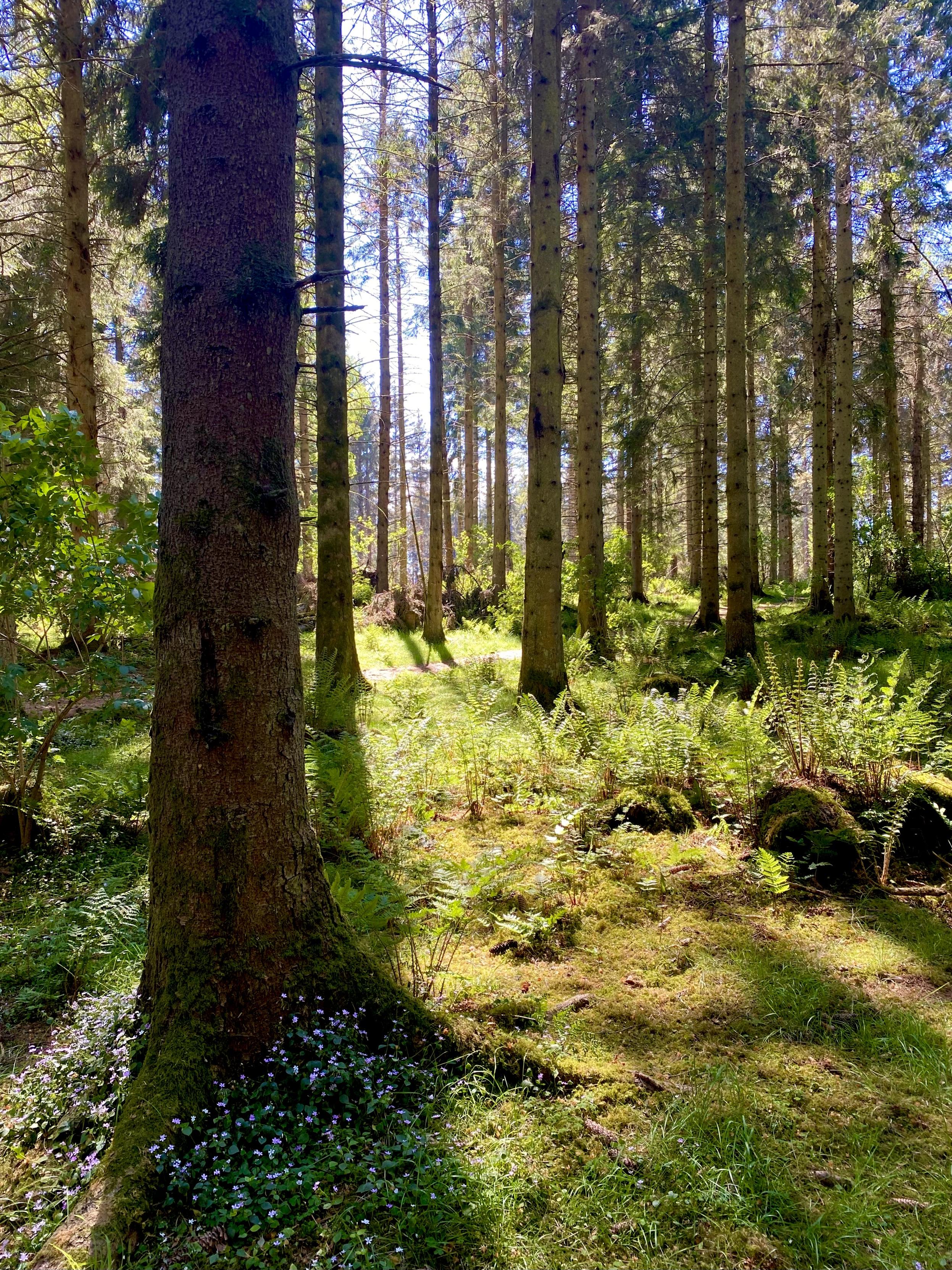 Hard shadows on the forest floor
