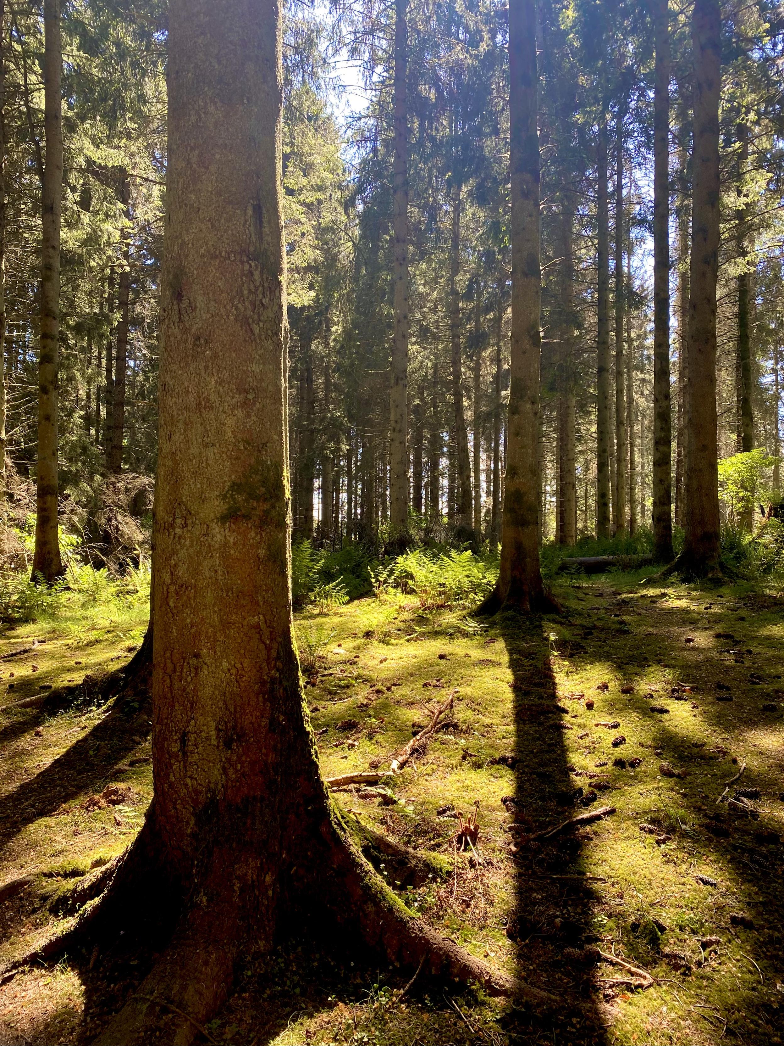Hard shadows on the forest floor, warm sunlight