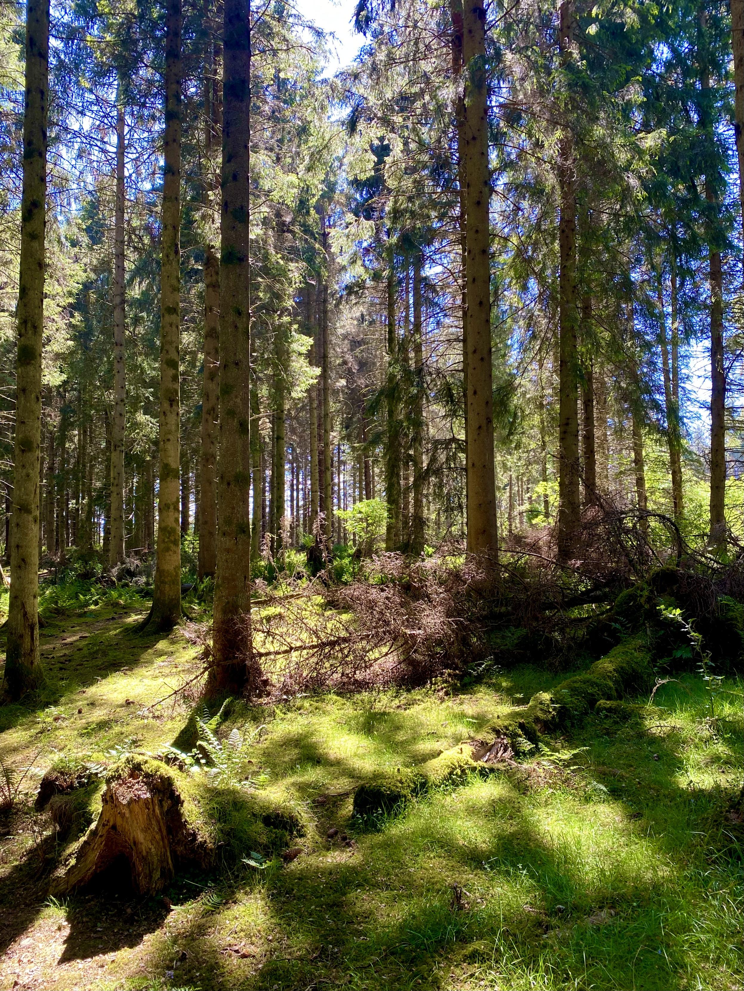 Hard shadows on the forest floor, tall trees