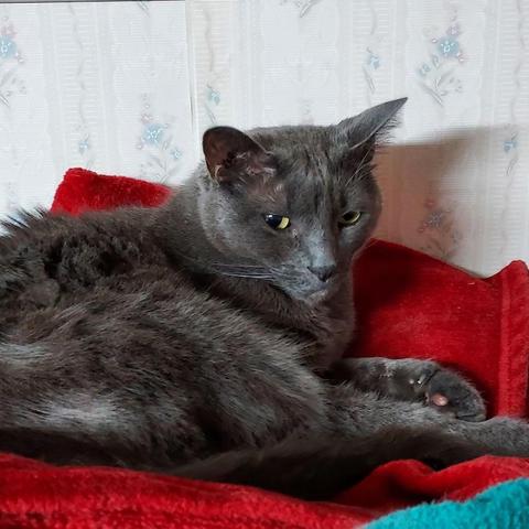 A blue-gray cat with yellow-green eyes lies on a red blanket.