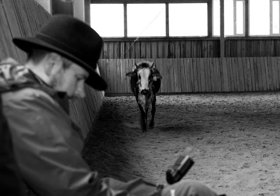 Photographer checking pictures taken while a cow passes by.