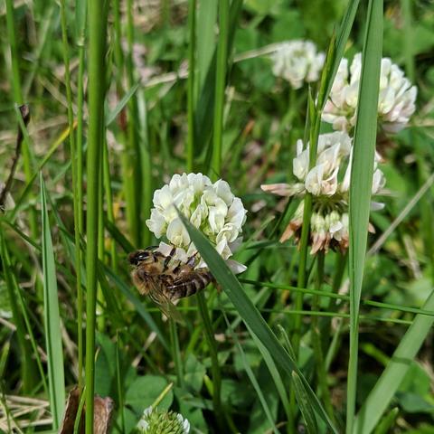 A honey bee on a white clover flower. The be is upside down on the lower left of the flower cluster. It is probably a Carniolan bee, it has a darker abdomen and light brown to blonde hairs.