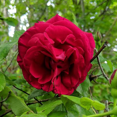 A closeup photo of a red rose, nothing special, maybe regrowth from root or a climbing type... it grows in the shade so it dies as much as it grows. It isn't fully open on a cool and party cloudy day.