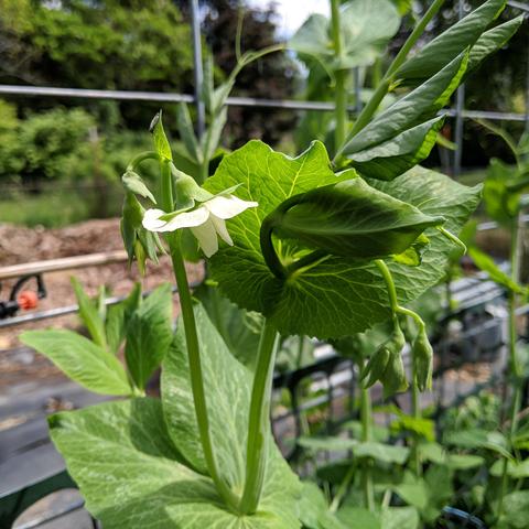 A closeup photo showing a sugar snap pea blossom. It is white and facing downward near the top of a vine that is about 80cm tall. The metal 10 line cattle panel trellis is behind it. There's a small plastic black and red sprinkler on the left side of the photo visible.