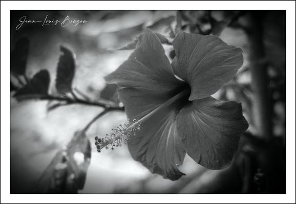 The image showcases a close-up of a hibiscus flower rendered in black and white. The flower's petals are gently curved and textured, with prominent veins adding depth and detail. Its long staminal column extends outward, with distinct pollen structures at the tip, creating a delicate focal point. The surrounding leaves and branches are softly blurred, enhancing the prominence of the hibiscus in the composition. The monochrome palette accentuates the contrasts and shadows, giving the flower a timeless and elegant quality. The artistic choice of black and white lends a classic, almost nostalgic feel to the image, possibly symbolizing purity, simplicity, or evoking a reflective mood. 