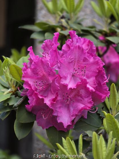 Auf dem Bild ist ein prächtiger, voll erblühter Rhododendron in kräftigem Magenta-Pink zu sehen. Die großen, trichterförmigen Blütenblätter sind leicht gewellt und wirken fast wie Seidenpapier – zart, aber opulent. Die Blüten sitzen dicht an dicht in einem kugelartigen Blütenstand. In ihrem Inneren zeichnen sich zarte, dunklere Punkte und Adern ab, die dem Ganzen Tiefe und Struktur verleihen. Mehrere Staubfäden mit dunklen, fast schwarzen Staubbeuteln ragen elegant aus der Mitte jeder Einzelblüte hervor.

Umgeben sind die Blüten von glänzend grünen, länglich-ovalen Blättern mit leicht gewelltem Rand. Im Hintergrund ist unscharf ein grauer Stein oder Beton zu erkennen, vermutlich eine Mauer, sowie weiteres grünes Blattwerk.