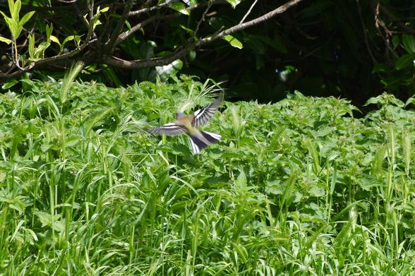 A blurred bird is captured in flight over a lush green patch of grass and foliage.