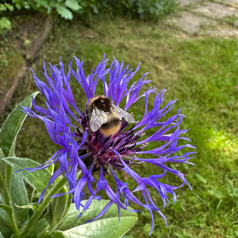 An early bumblebee sat on a cornflower, wings shining in the sun. 