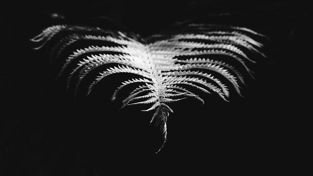 A fern plant leaf