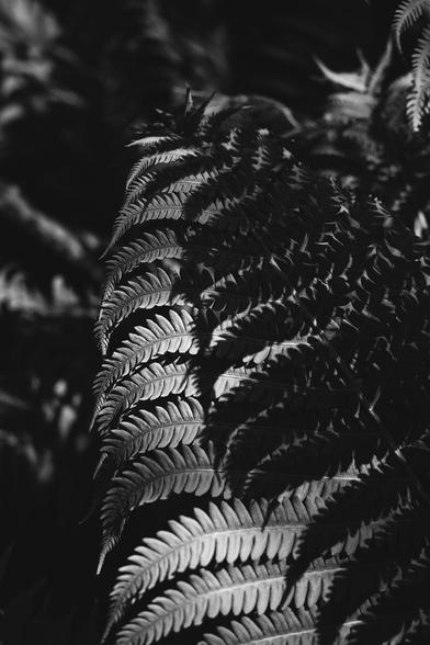 A fern plant leaf with the shadow of another leaf