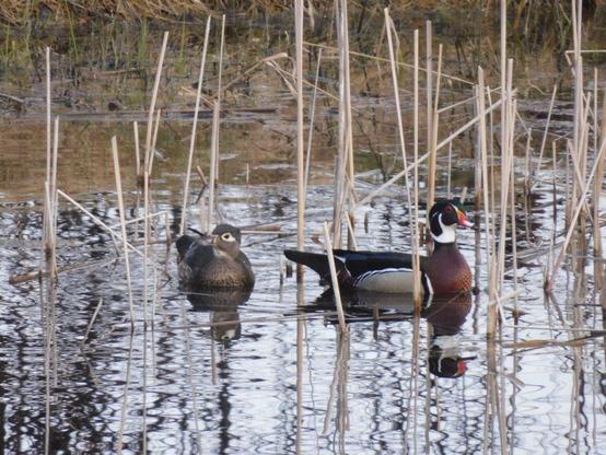 a pair of wood ducks take a gentle swim through the reeds in a pond.