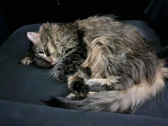 A floofy cat lying next to my pillow in bed.