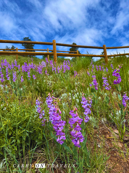 purple wildflowers